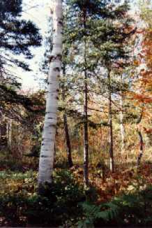 Birch Tree